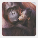 Suche nach orang utans aufkleber Primat