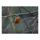 Suche nach kingfish poster Vogelvogel