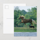 Suche nach bob postkarten Hund