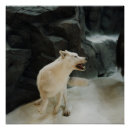 Suche nach white wolf poster Natur