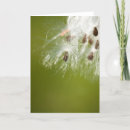 Suche nach samen karten Milkweed