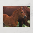 Suche nach arabisches pferd postkarten Wildpferd