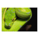 Suche nach pythonschlange kunst Grün