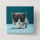 Suche nach neugier buttons Katze