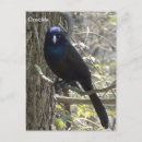 Suche nach männlich weiblich postkarten Vogel