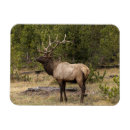 Suche nach yellowstone national park magnete Superstock