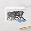 Suche nach irischer wolfhound postkarten Wolfhund