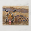 Suche nach tiger postkarten animal