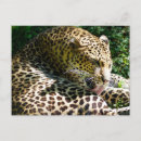 Suche nach pardus postkarten Säugetier