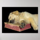 Suche nach golden retriever welpe poster Jede person