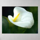 Suche nach weißer calla poster Weiße blume