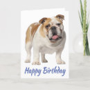 Suche nach britische bulldogge karten Englischer bulldog