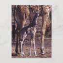 Suche nach babygiraffe postkarten Tierwelt