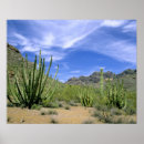 Suche nach wüstenkaktus poster Natur