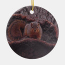 Suche nach niedliches eichhörnchen ornamente Natur