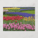 Suche nach keukenhof gärten postkarten Design