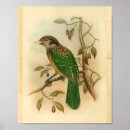 Suche nach grüner vogel poster Baum