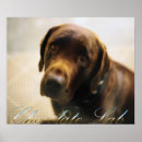 Suche nach schokolade labrador poster Retriever