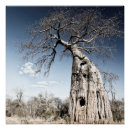 Suche nach baobab poster Natur