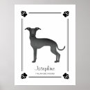 Suche nach italienischer windhund poster Iggy