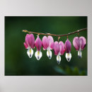 Suche nach rosa und weiße herzen poster Blume