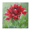 Suche nach dahlie blume fliesen Für alle