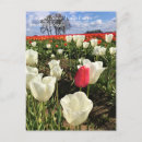 Suche nach rote tulpe postkarten Feld