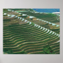 Suche nach reisfelder poster Landschaft