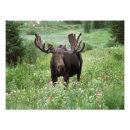 Suche nach elch foto poster Tierwelt