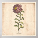 Suche nach lila aster poster Botanisch