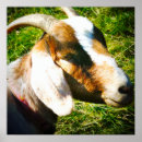 Suche nach ziegen poster Tiere