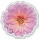 Suche nach zinnia aufkleber Zinnie