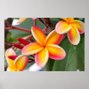 Suche nach hawaii reise poster Blume