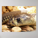 Suche nach cobra poster Reptile