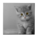 Suche nach kitten fliesen Kätzchen