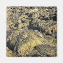 Suche nach algen magnete Grün