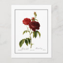 Suche nach grünes blatt postkarten Rose