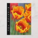 Suche nach rot gelbe blume postkarten Tulpen