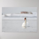 Suche nach schwäne poster Vögel