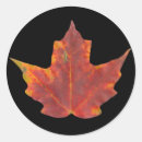Suche nach maple aufkleber Baum