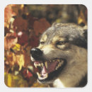 Suche nach canis lupus aufkleber Tierkopf