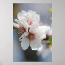 Suche nach mandelblüte poster Blühen