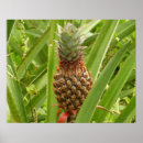 Suche nach tropische frucht poster Jede person