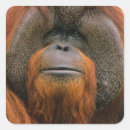 Suche nach orang utan aufkleber Pongo pygmaeus