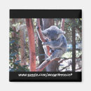 Suche nach koala magnete Tiere