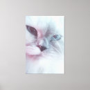 Suche nach süße tiere leinwandbilder Katze