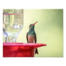 Suche nach buff poster Wild