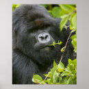 Suche nach silverback gorilla poster Affe