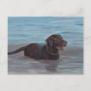 Suche nach schokolade labrador postkarten Kaninchen