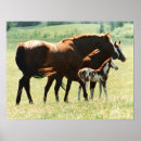 Suche nach horse poster Equestrian